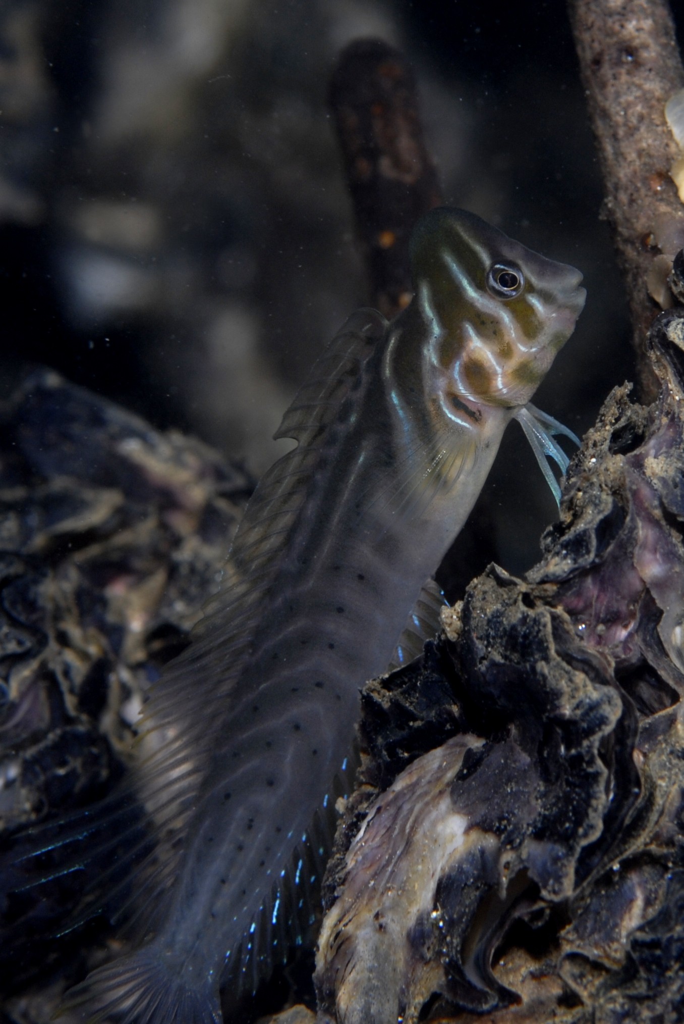 _JFG5298 – Australian, oyster, blenny, Omobranchus, anolius, matapouri, invasive, crispin, underwater